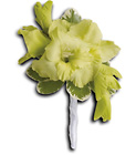 Grand Gladiolus Boutonniere from Olney's Flowers of Rome in Rome, NY